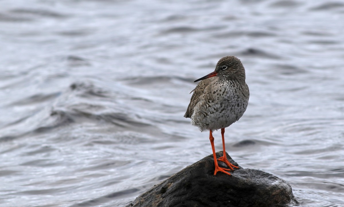 Common Redshank - Holly Page