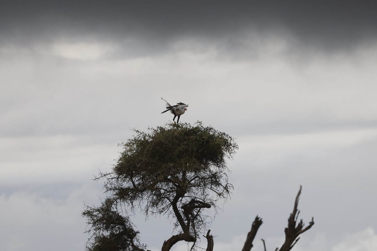 Secretarybird - ML617423167