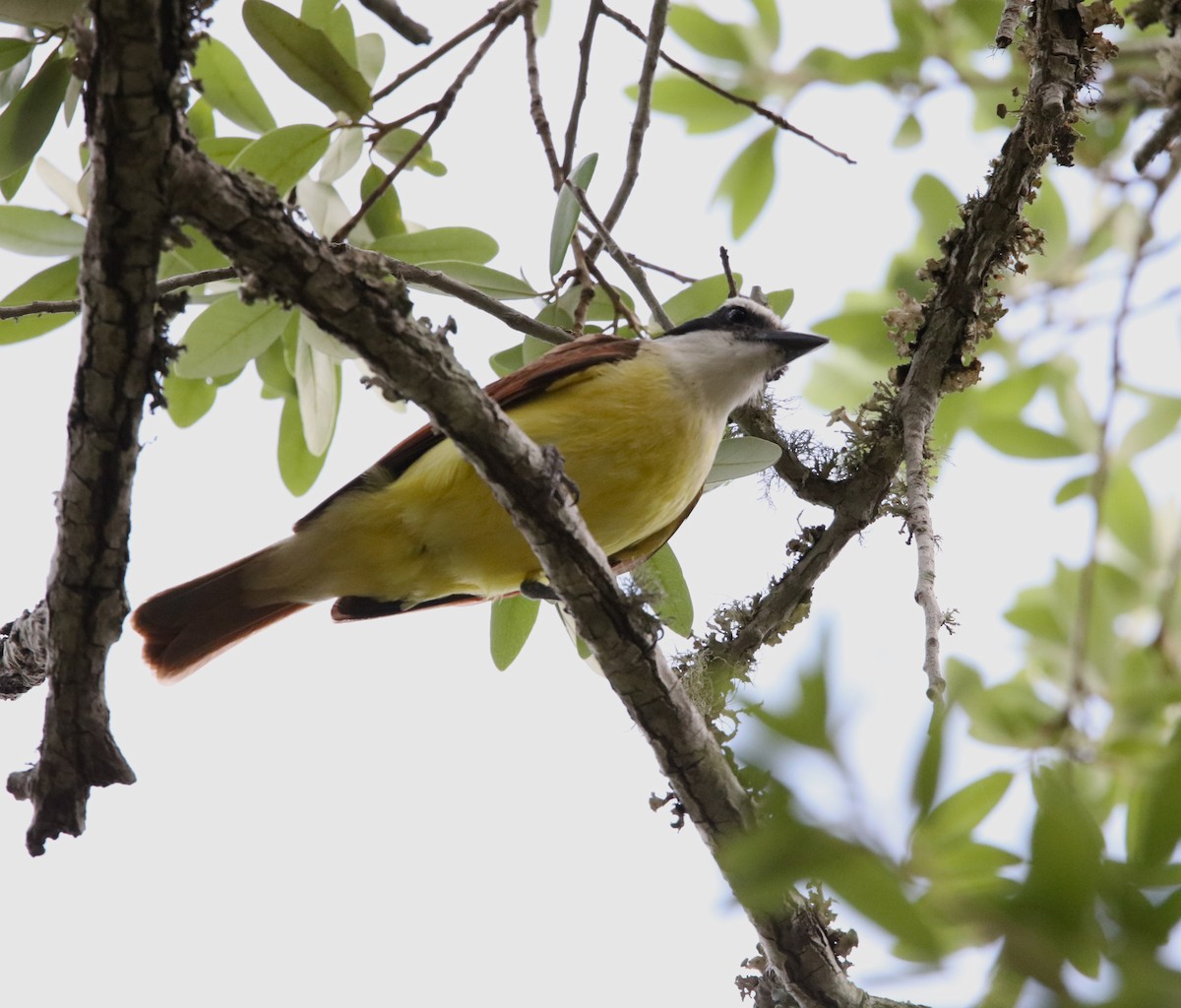 Great Kiskadee - ML617423171