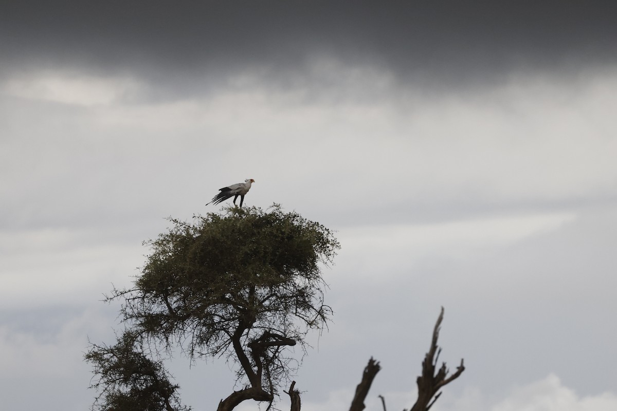 Secretarybird - ML617423172