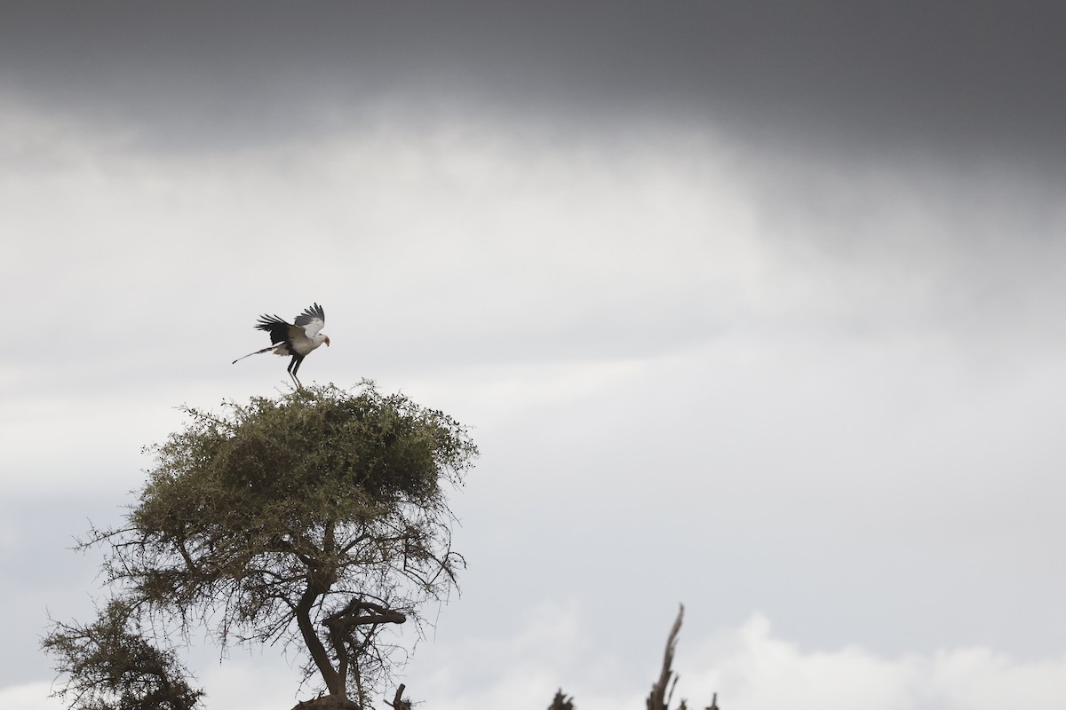 Secretarybird - ML617423174