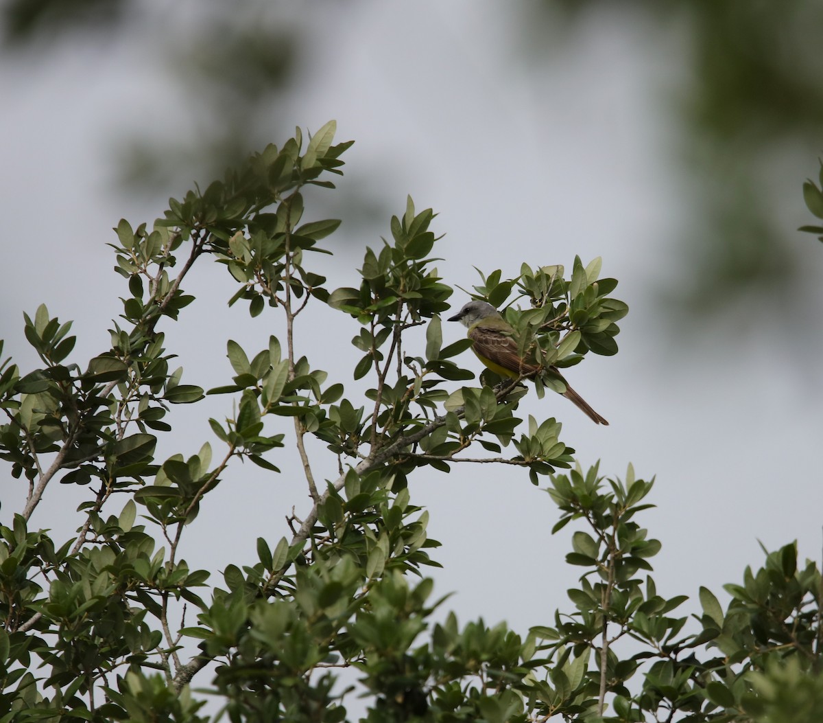 Couch's Kingbird - ML617423175