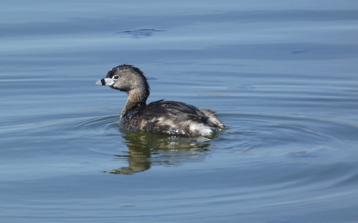 Pied-billed Grebe - Abigail Hellman