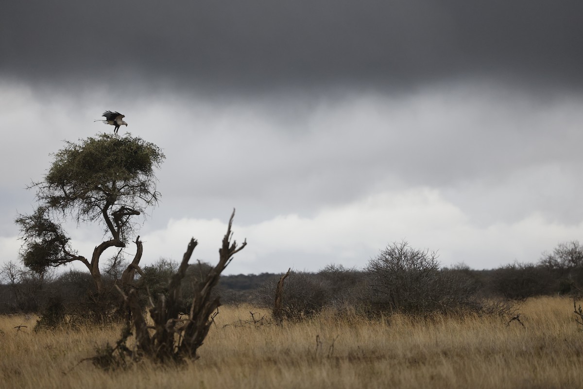 Secretarybird - ML617423182