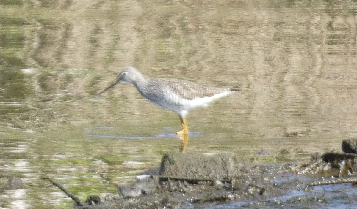 Grand Chevalier - ML617423187