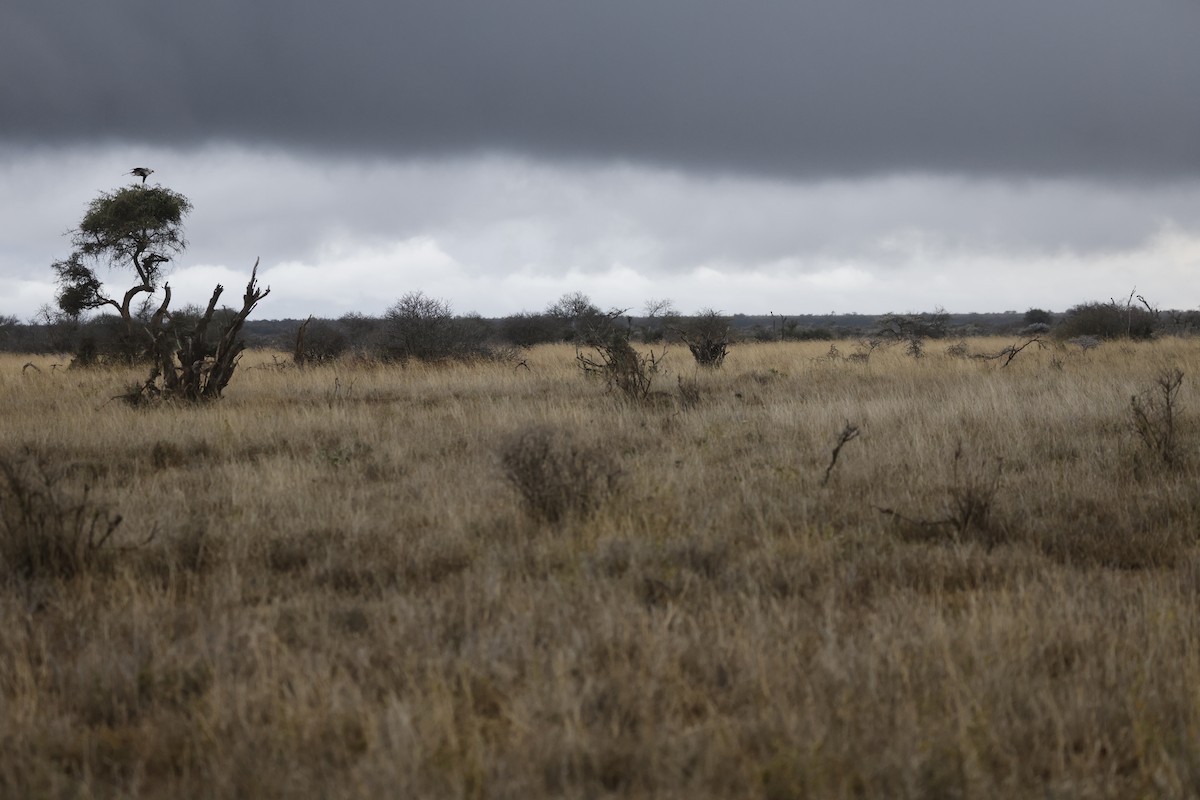 Secretarybird - Mario Garcia