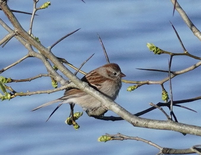 Field Sparrow - Delaney Weber