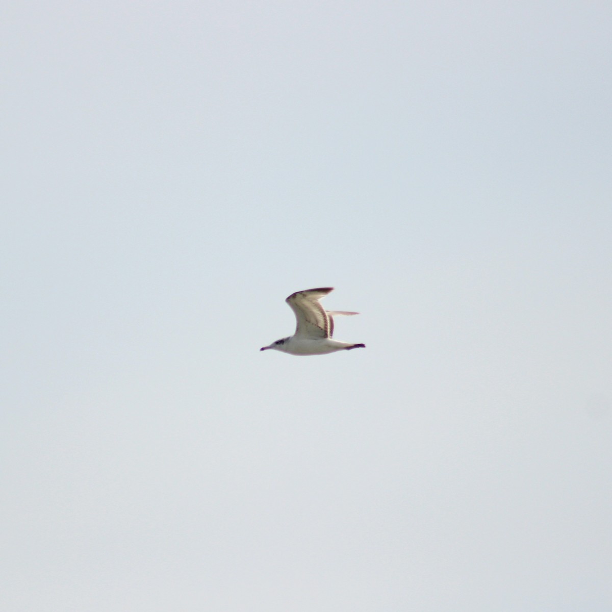 Pallas's Gull - ML617423209