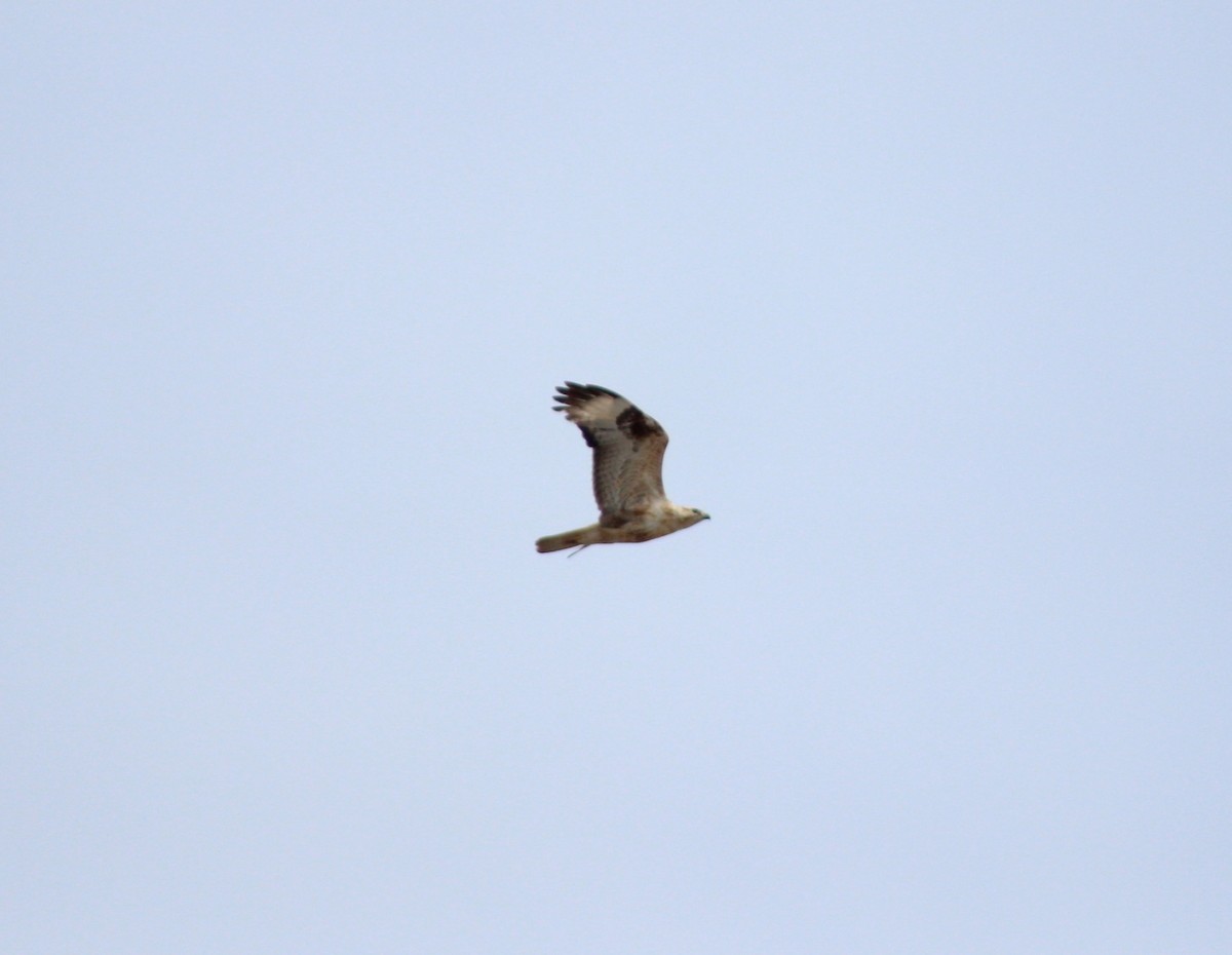 Long-legged Buzzard - ML617423220