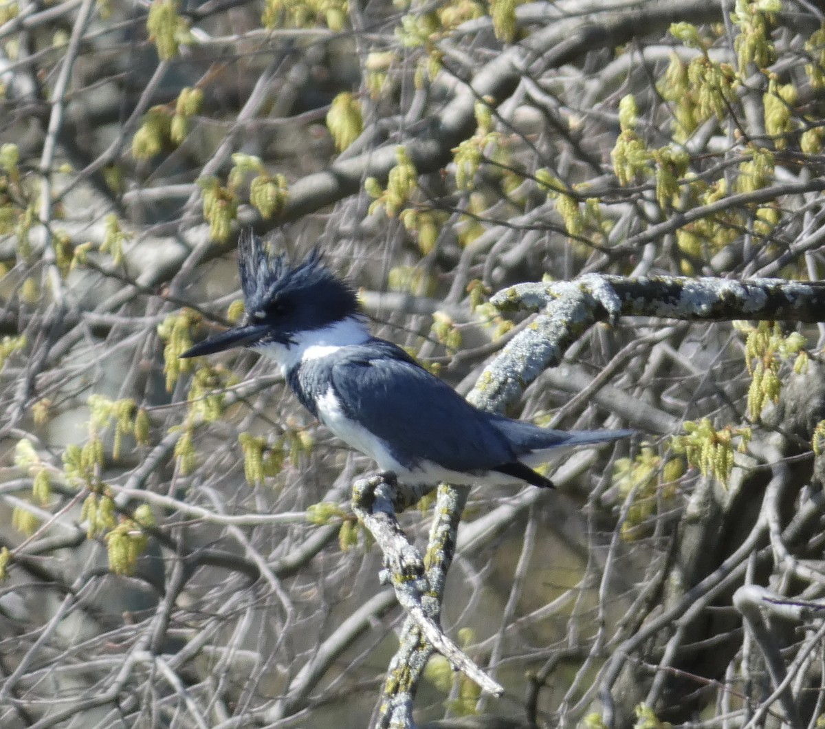 Belted Kingfisher - Abigail Hellman