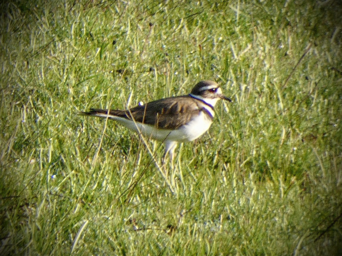 Killdeer - ML617423295