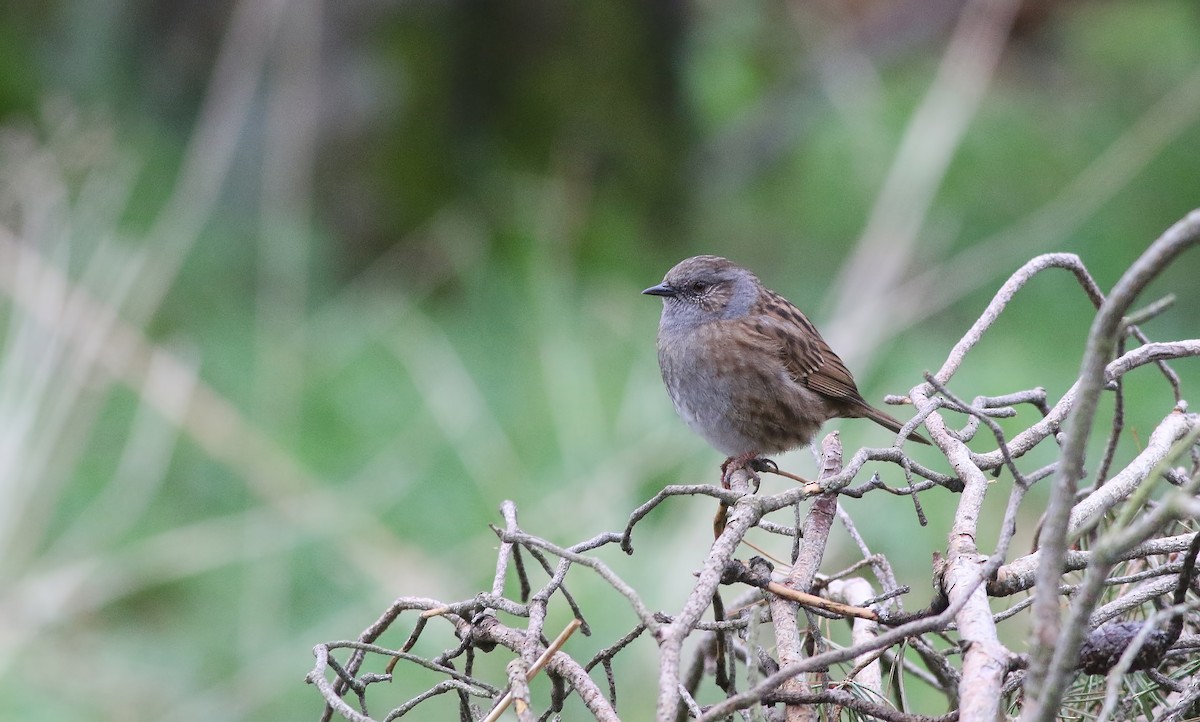 Dunnock - Holly Page