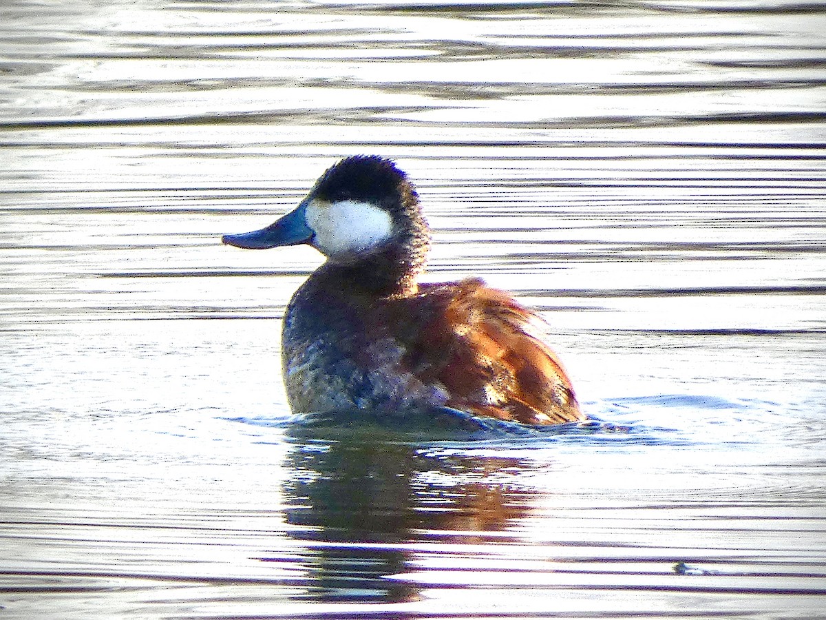 Ruddy Duck - ML617423307