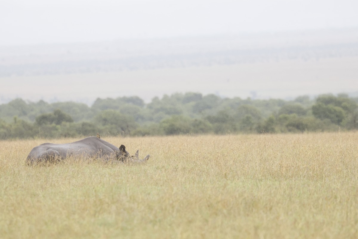 Yellow-billed Oxpecker - ML617423308