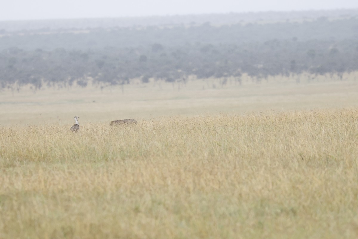 Kori Bustard - ML617423352