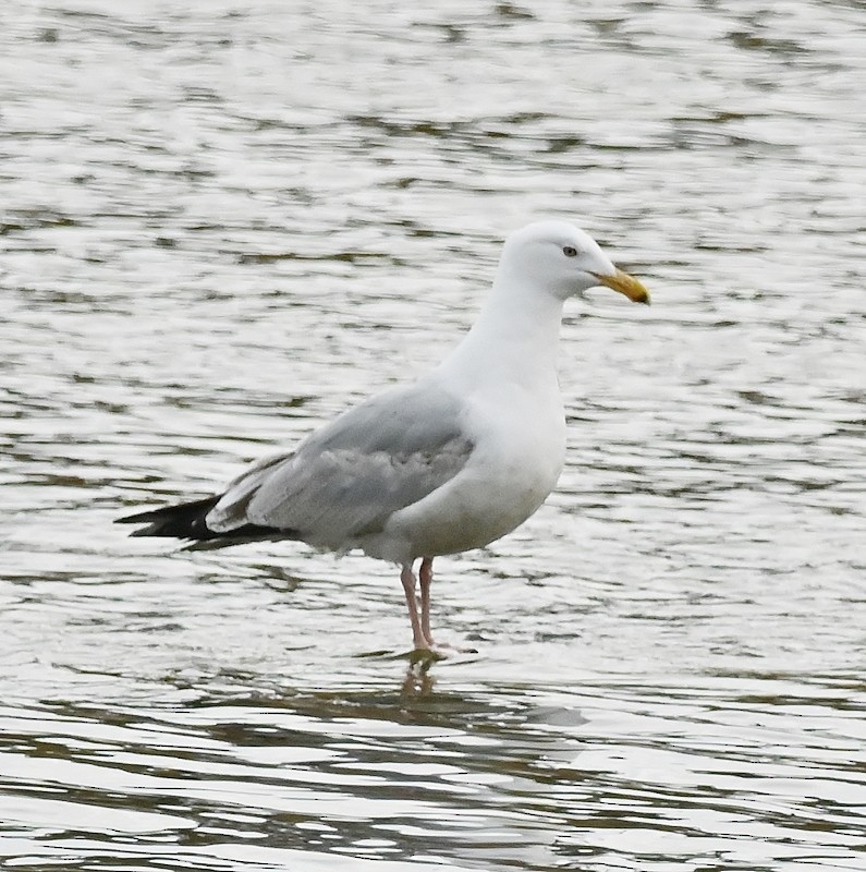 Herring Gull - Regis Fortin