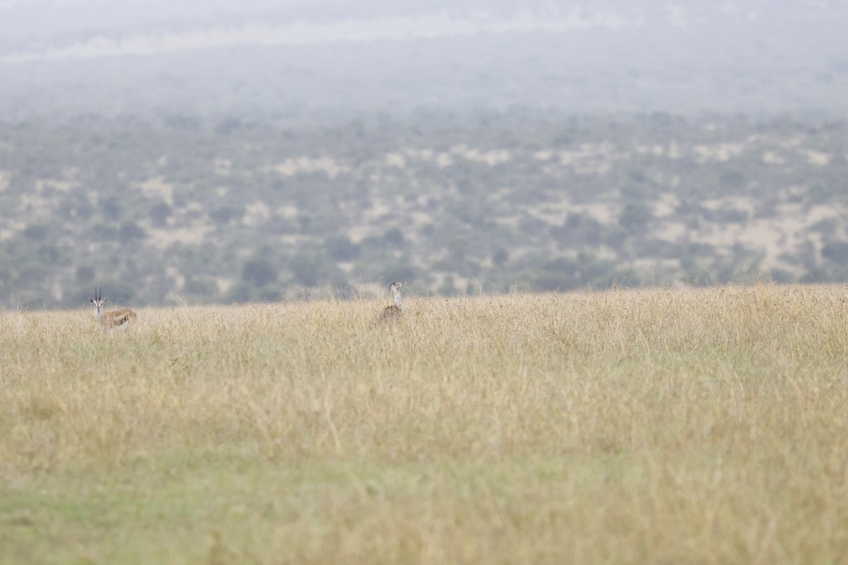 Kori Bustard - ML617423367