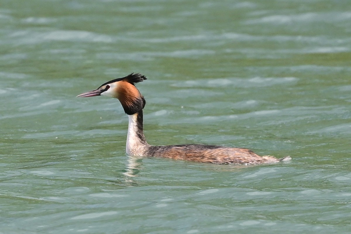 Great Crested Grebe - ML617423370