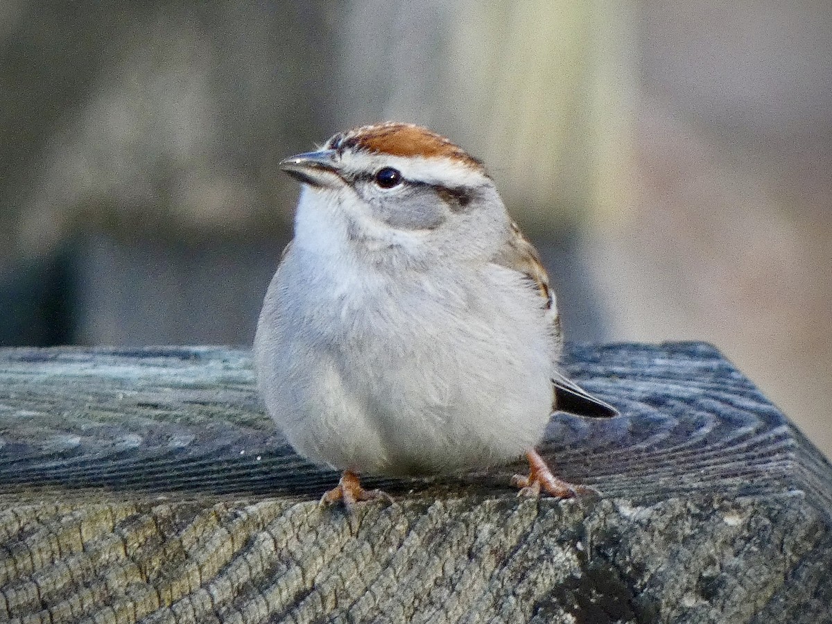 Chipping Sparrow - ML617423403