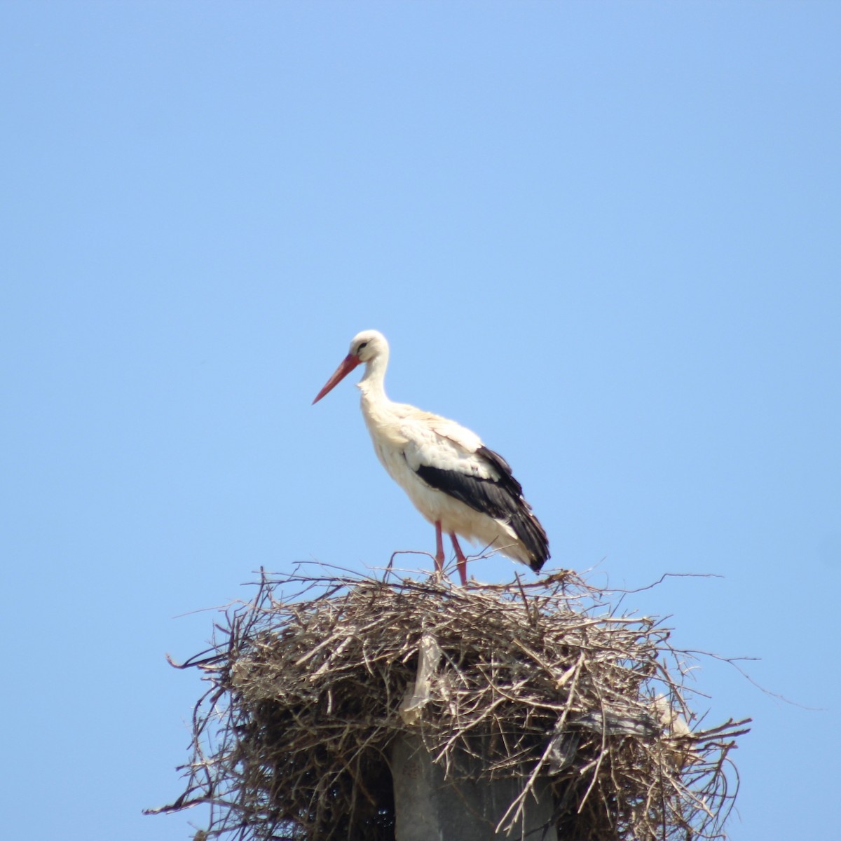 White Stork - ML617423413