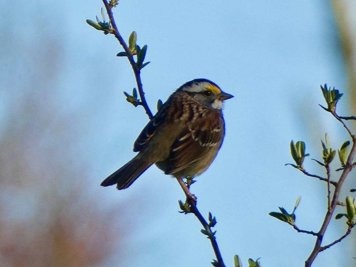 White-throated Sparrow - ML617423416