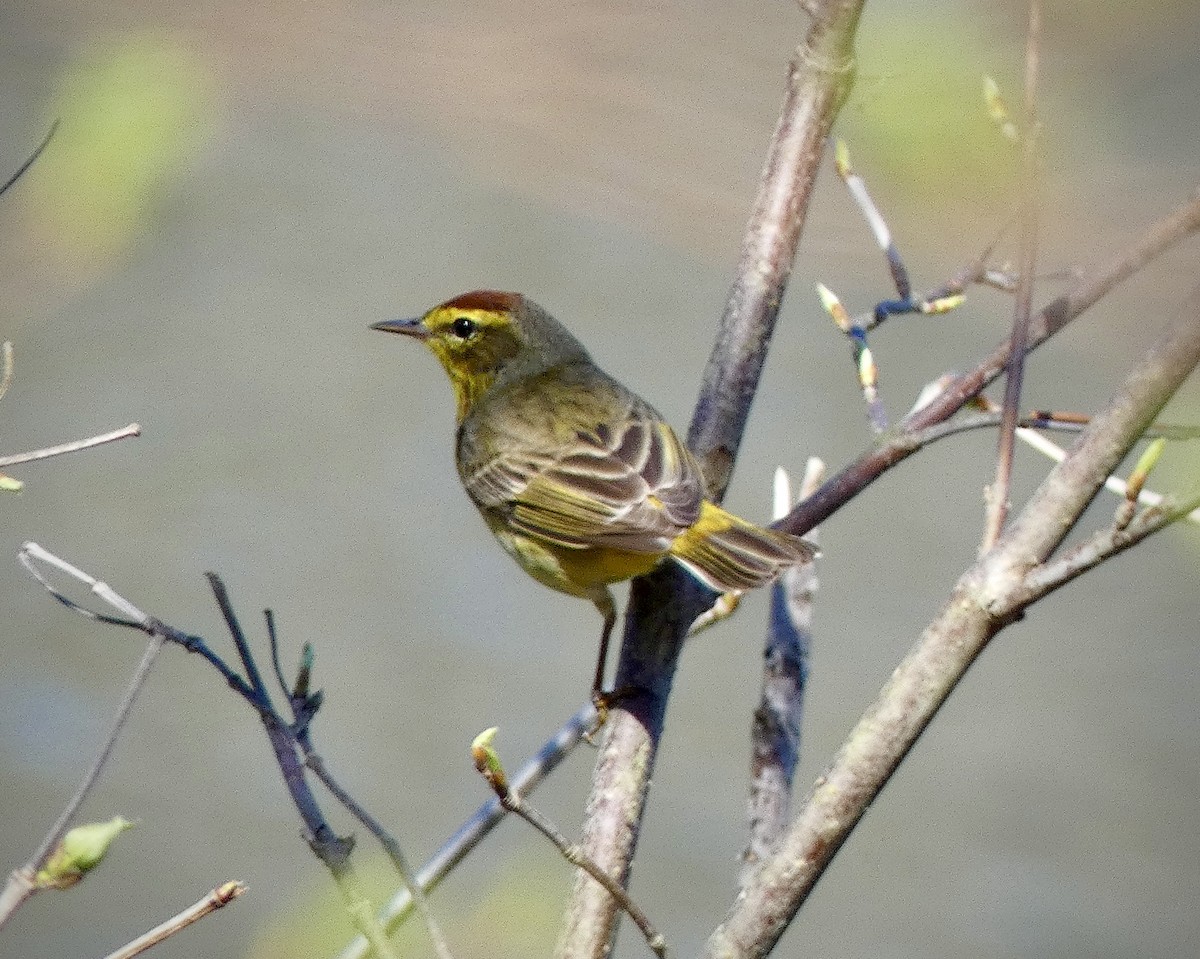 Palm Warbler - ML617423418