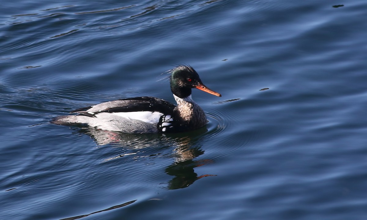 Red-breasted Merganser - Holly Page