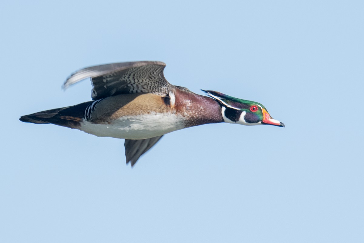 Wood Duck - ML617423431