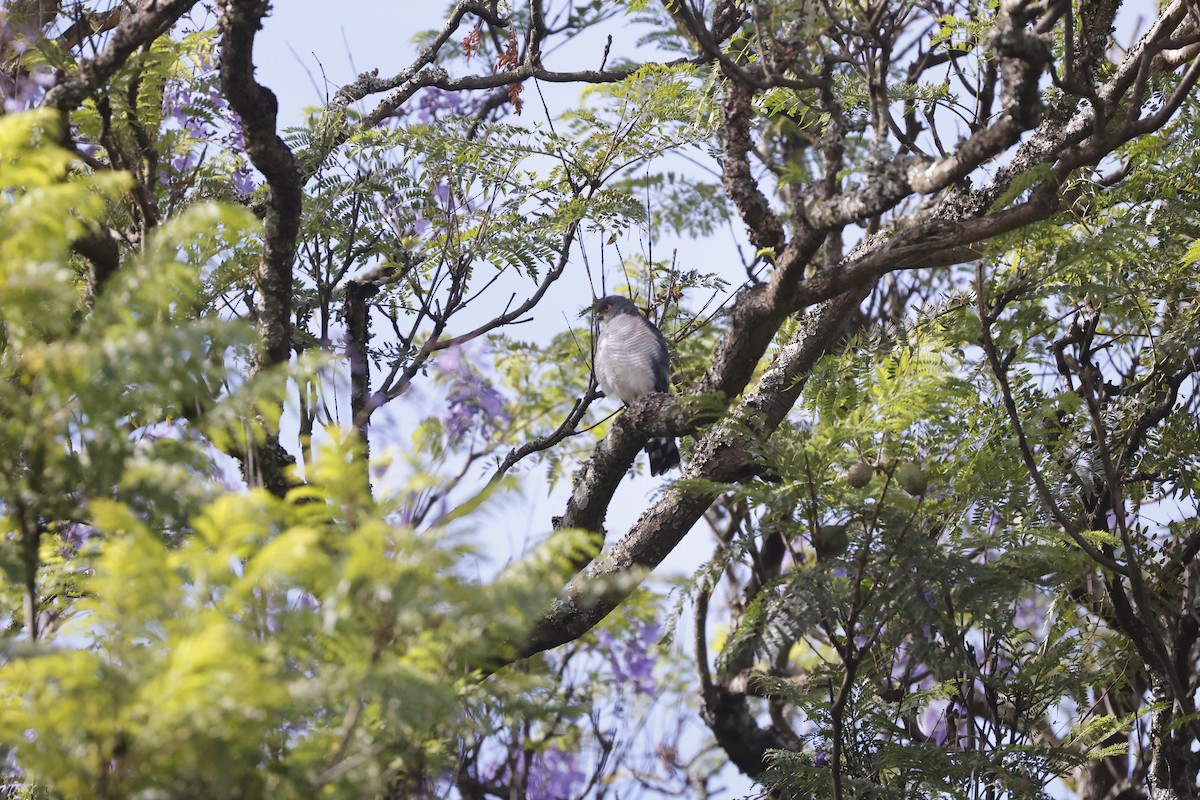 Little Sparrowhawk - ML617423432