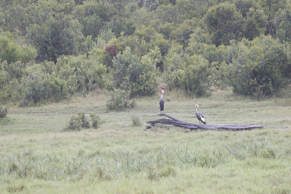 Grulla Coronada Cuelligrís - ML617423449