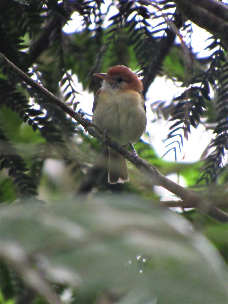 Rufous-naped Greenlet - ML617423455