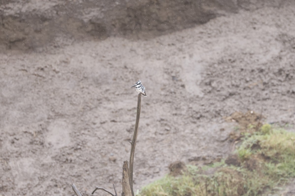 Pied Kingfisher - ML617423531