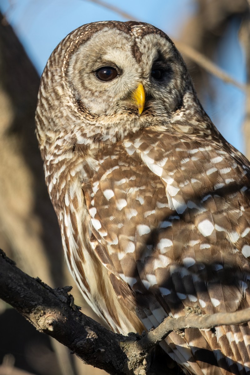 Barred Owl - ML617423541