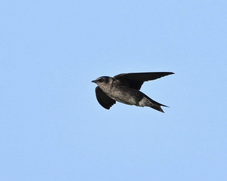 Purple Martin - ML617423568