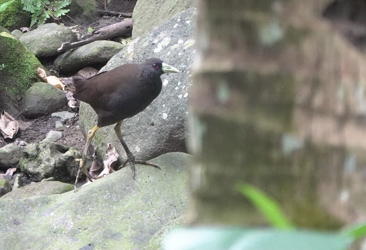 Plain Bush-hen - Martin Kennewell