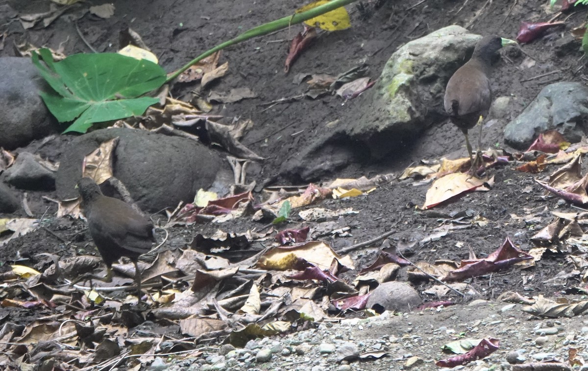 Plain Bush-hen - Martin Kennewell