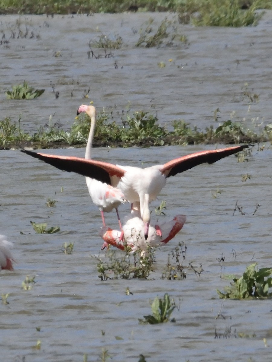 Greater Flamingo - Jesus Abad
