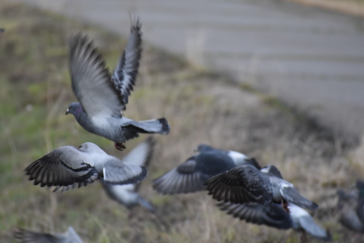 Rock Pigeon (Feral Pigeon) - ML617423651