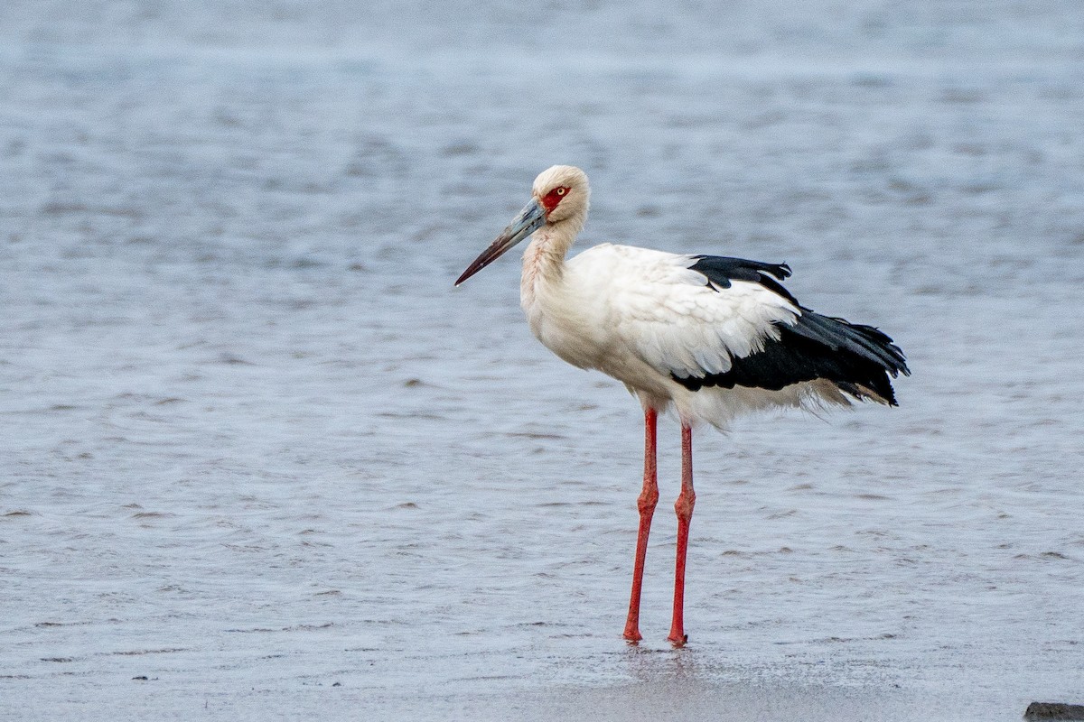 Maguari Stork - ML617423678