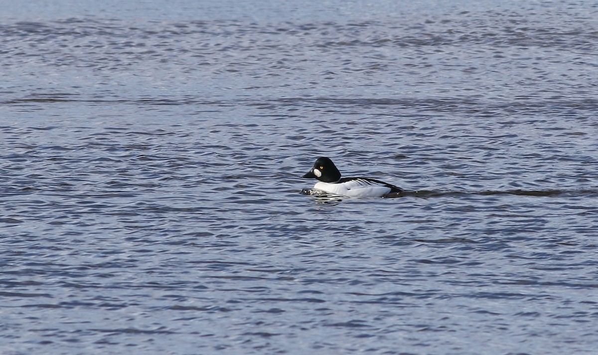 Common Goldeneye - ML617423691