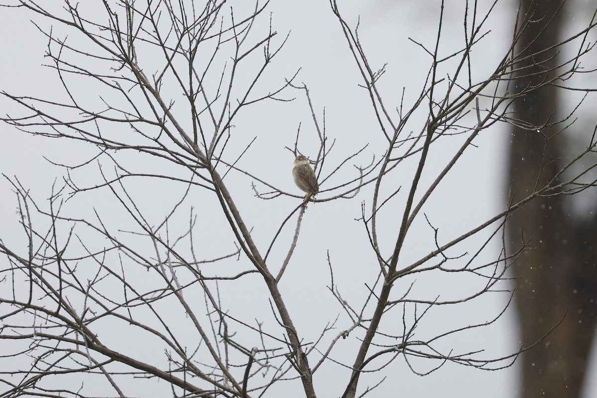 Rattling Cisticola - ML617423698