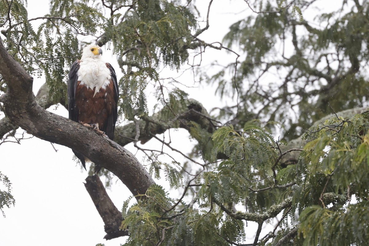 Schreiseeadler - ML617423709