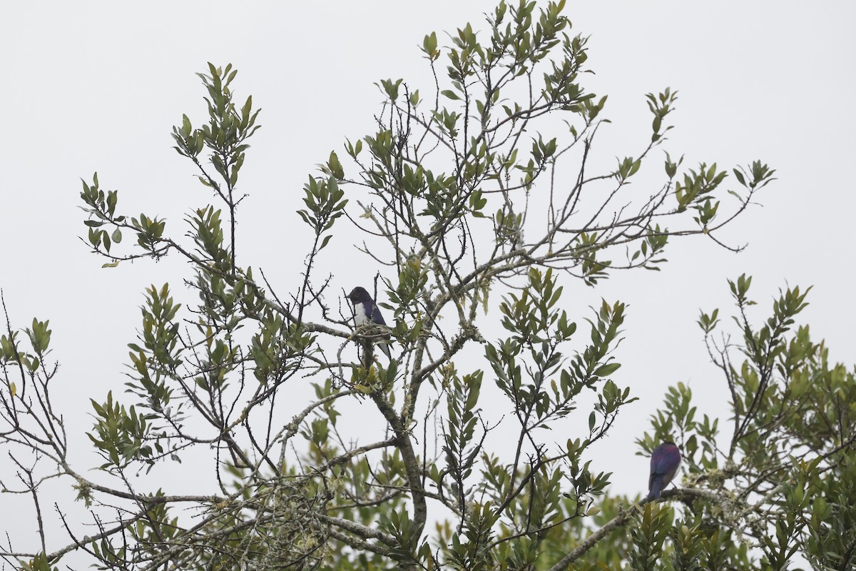 Violet-backed Starling - ML617423719