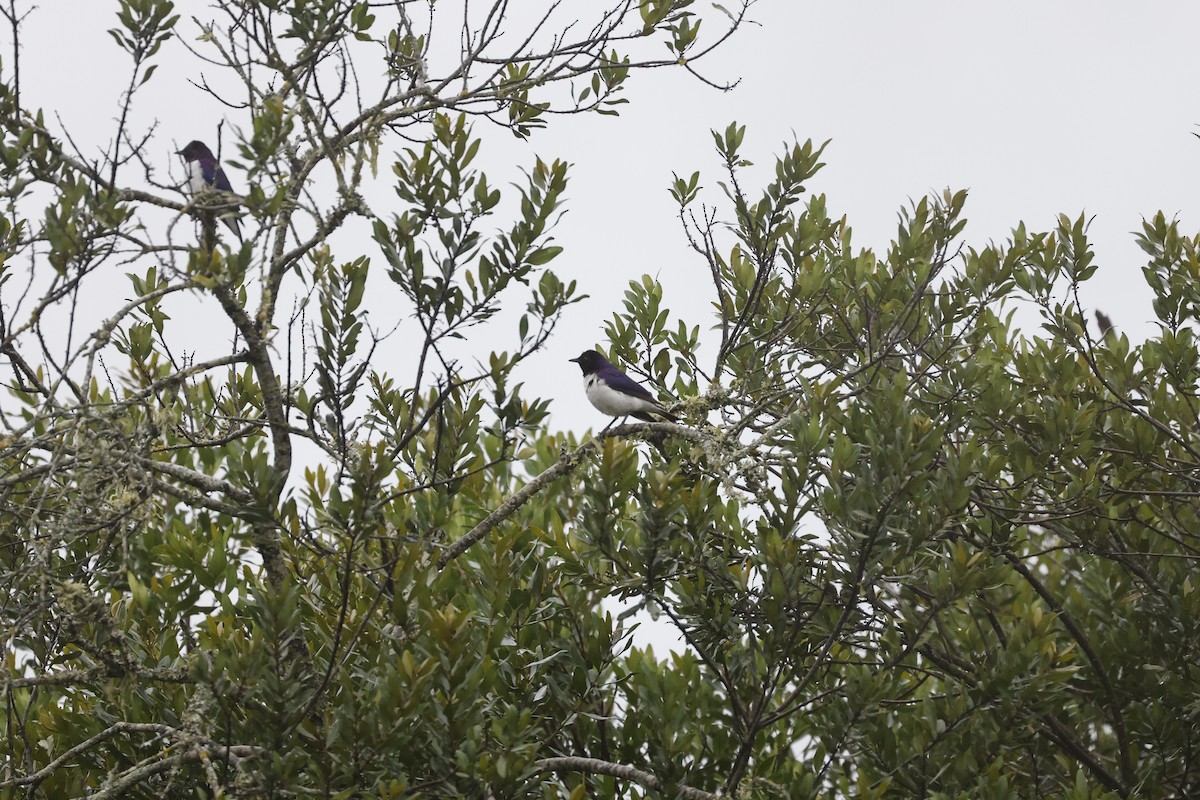 Violet-backed Starling - ML617423721