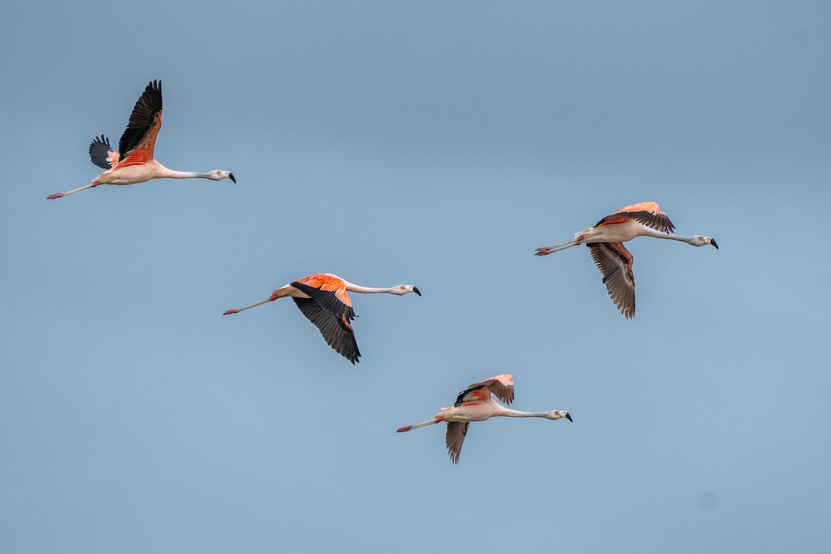 Chilean Flamingo - Aldrey Cruz