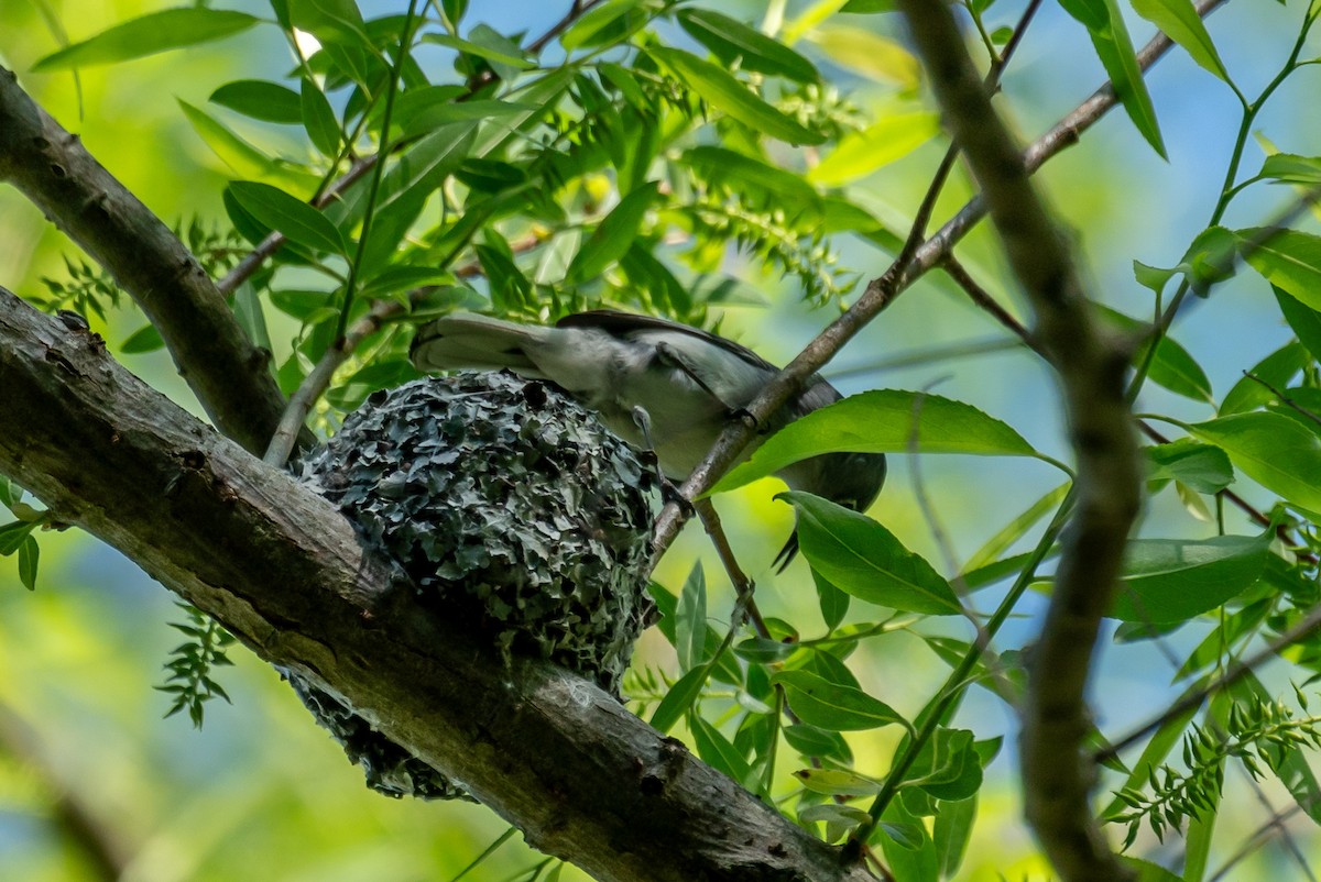 Blue-gray Gnatcatcher - ML617423739