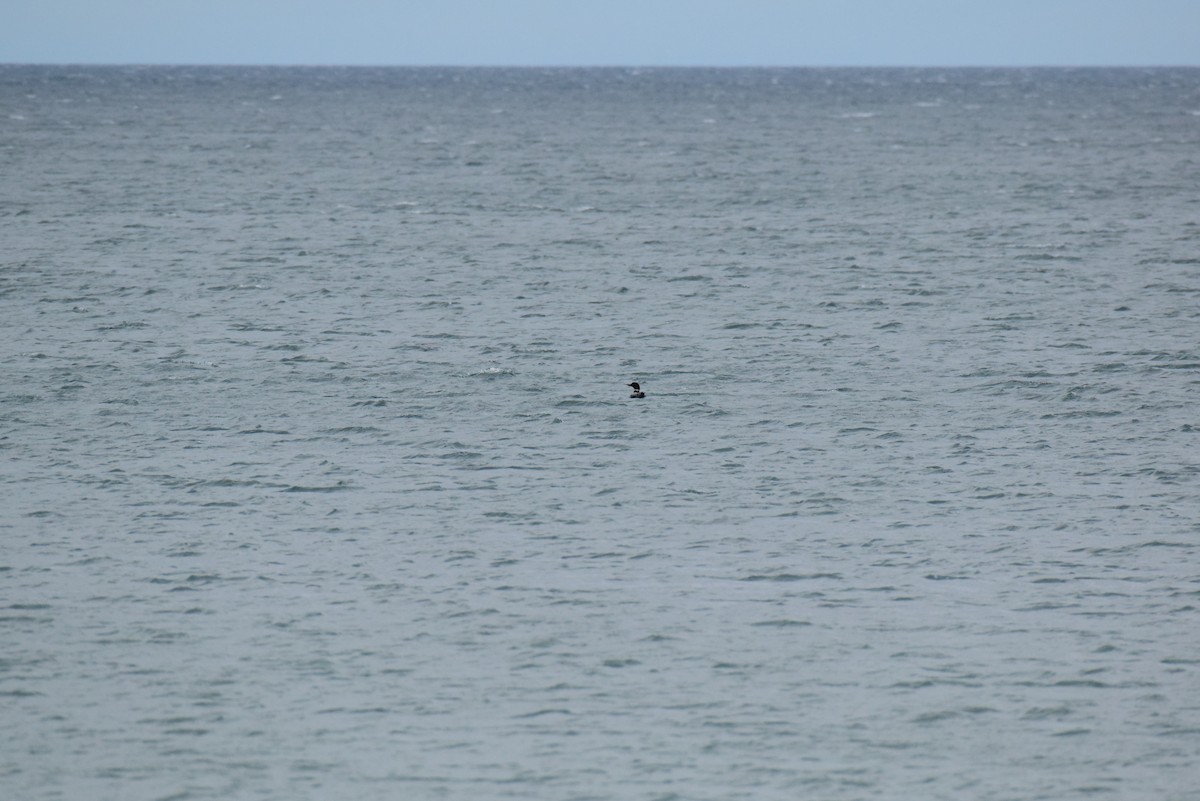 Common Loon - Jon Clayton