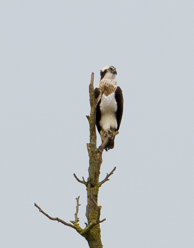 Balbuzard pêcheur - ML617423749