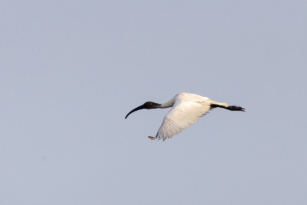 ibis černohlavý - ML617423773