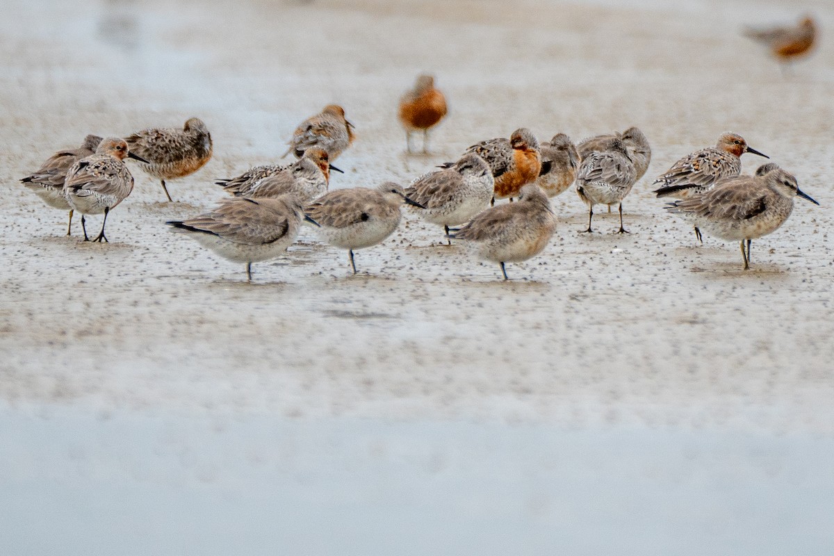 Red Knot - ML617423842